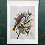 Color Print from “The Standard Library of Natural History”